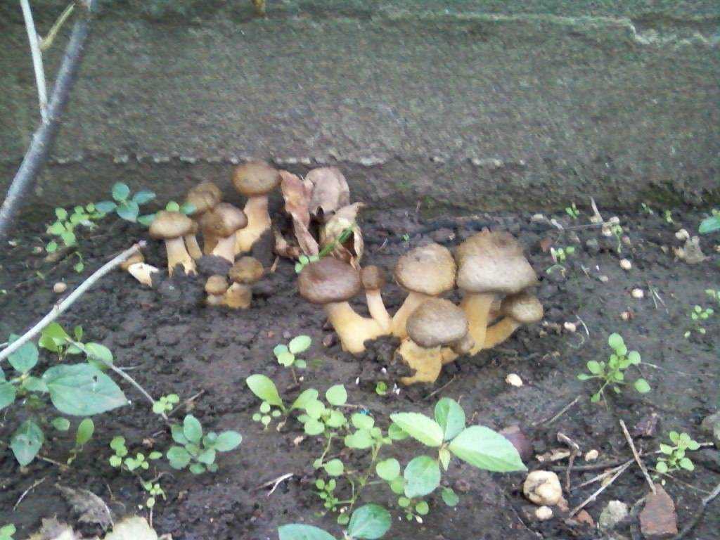 Посадка и уход за нарциссами в открытом грунте, когда пересаживать, как выкапывать луковицы, способы размножения, фото