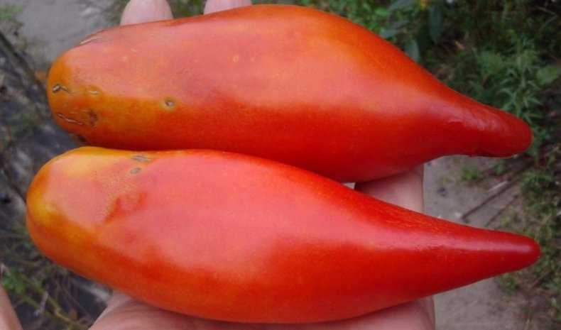 Томат перцевидный оранжевый: характеристика и описание сорта, отзывы об урожайности помидоров, видео и фото семян аэлита