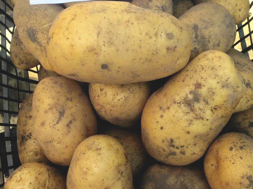 Урожайность картофеля славянка — плюсы и минусы сорта