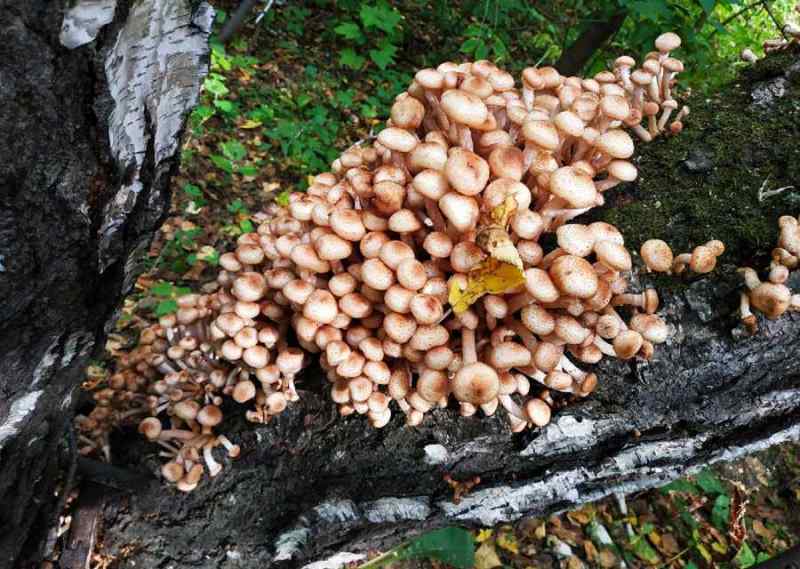 Календарь грибника — сводная таблица на весь грибной сезон