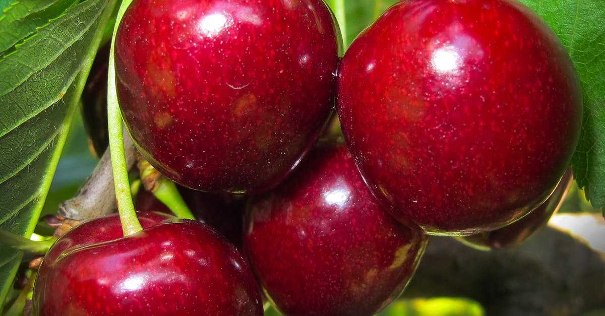 Популярные сорта дюков гибридов вишни с черешней | огородники