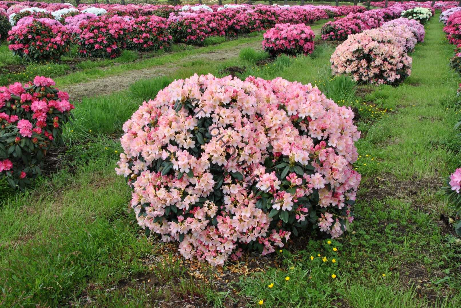 Рододендрон или как вырастить самый красивый цветущий кустарник