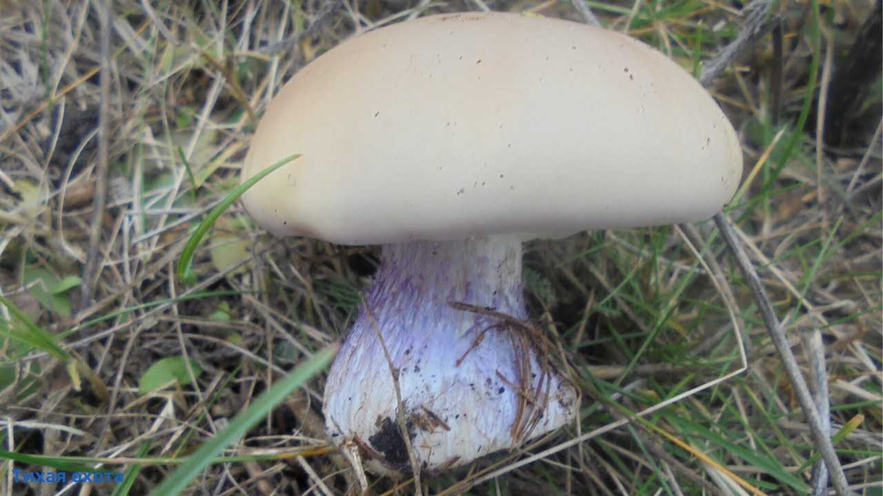 Как выглядит гриб синеножка, где растет и когда собирать