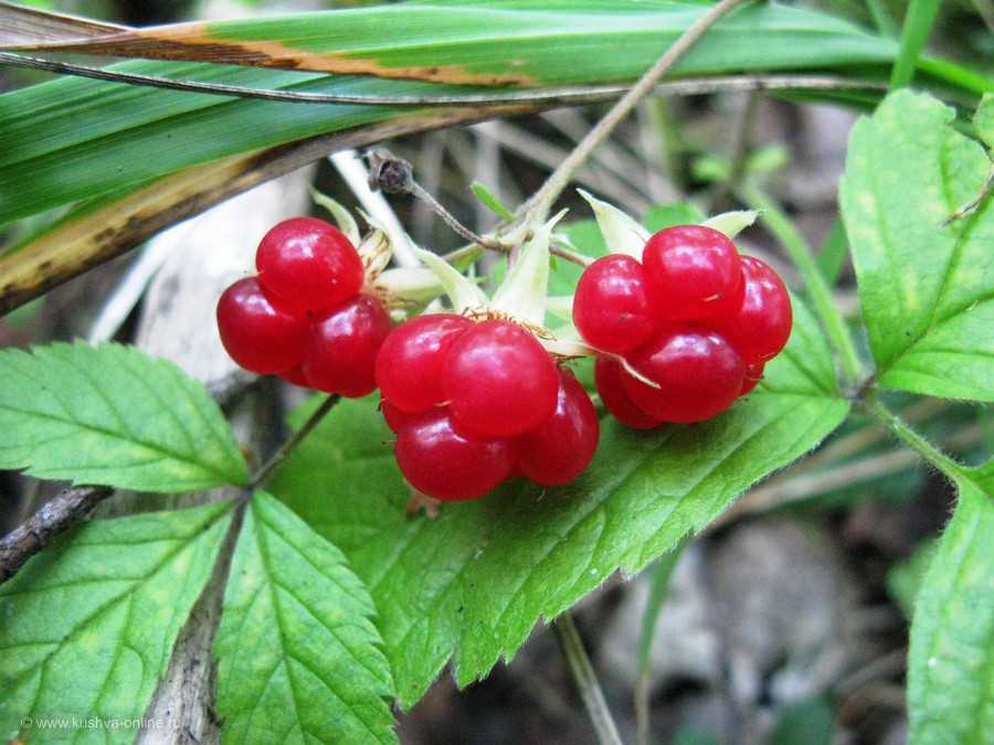 Костяника ягода: где растет, полезные свойства и противопоказания