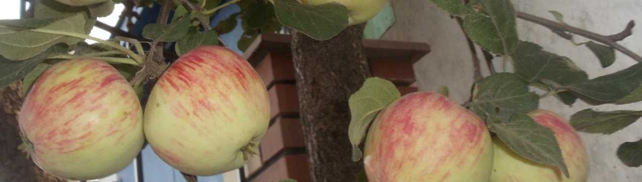 Описание сорта яблони башкирская красавица: фото яблок, важные характеристики, урожайность с дерева