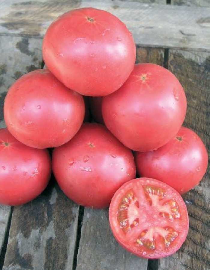 Розовоплодный красавец от нидерландских селекционеров — томат тарпан f1: описание сорта