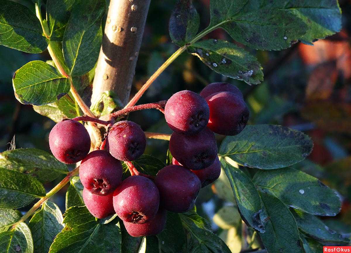 Рябина красная: фото, полезные свойства, выращивание в саду, посадка саженцев в открытый грунт, как вырастить в домашних условиях, на участке, как выглядят ягоды