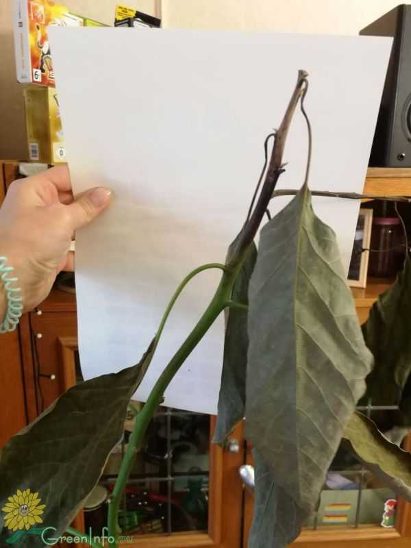 Заболевания авокадо: почему у растения сохнут кончики листьев, почему опадают?