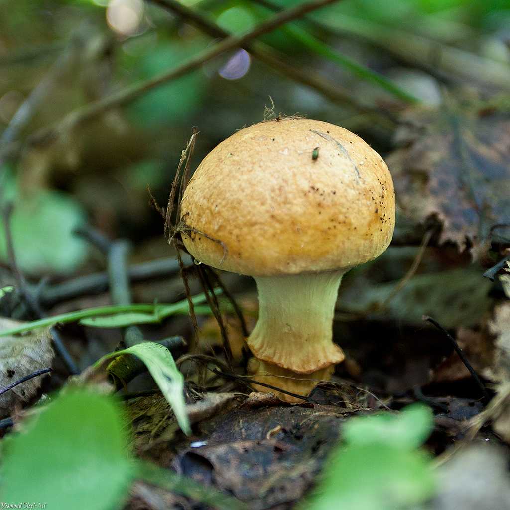Губчатые грибы: фото и описание, съедобные и ядовитые виды