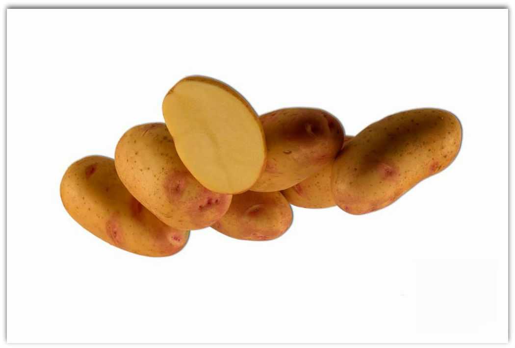 Картофель славянка – описание сорта, фото, отзывы