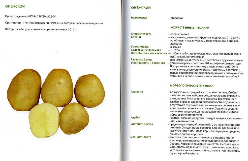 Сорт картофеля «эльмундо» – описание и фото