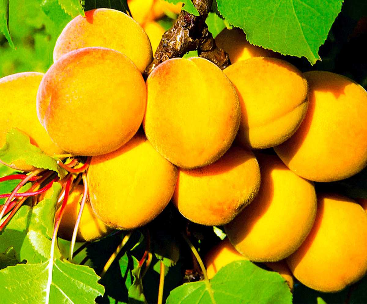 Лучшие сорта абрикосов для средней полосы россии с фото и описанием