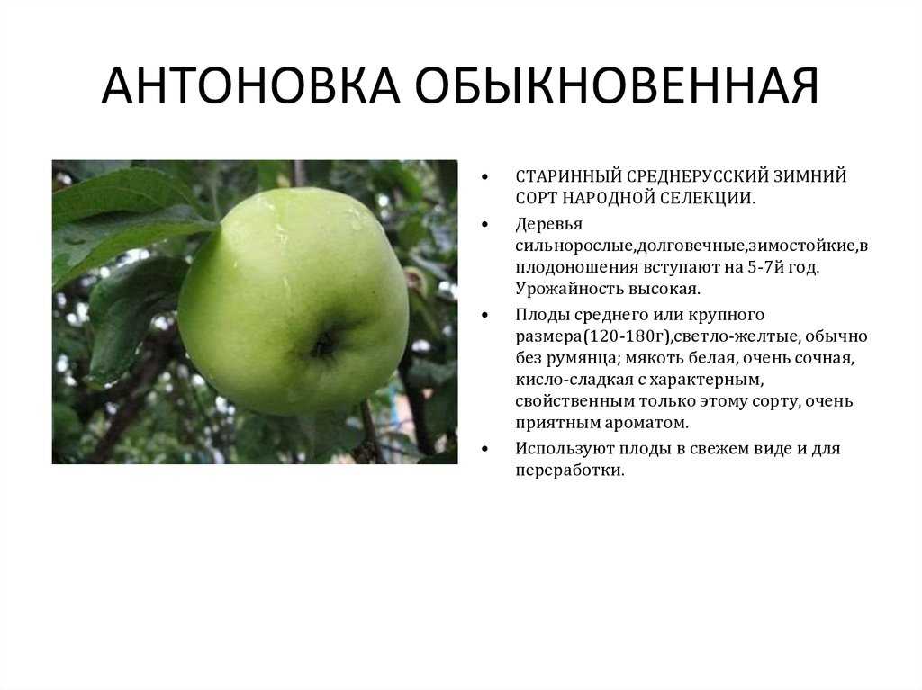 Высокоурожайная яблоня эрли женева: описание сорта