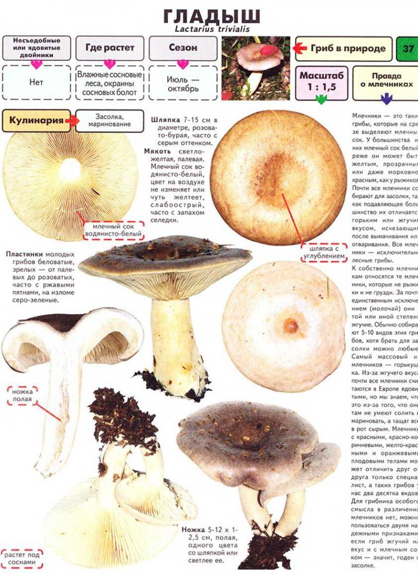 Описание гриба молочая, особенности применения и как правильно приготовить