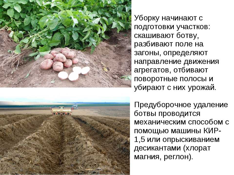 Среднеспелый сорт картофеля идеал: описание и фото, выращивание и уход