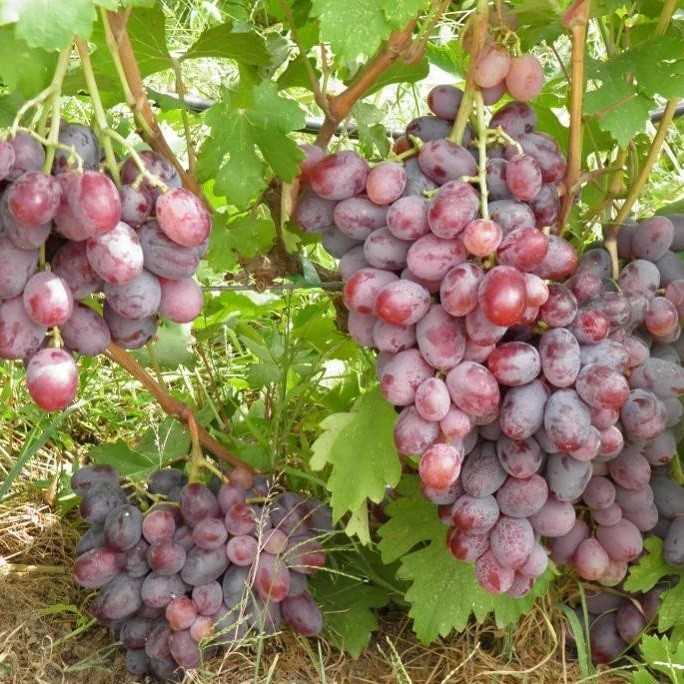 Виноград граф монте кристо: описание сорта, особенности ухода