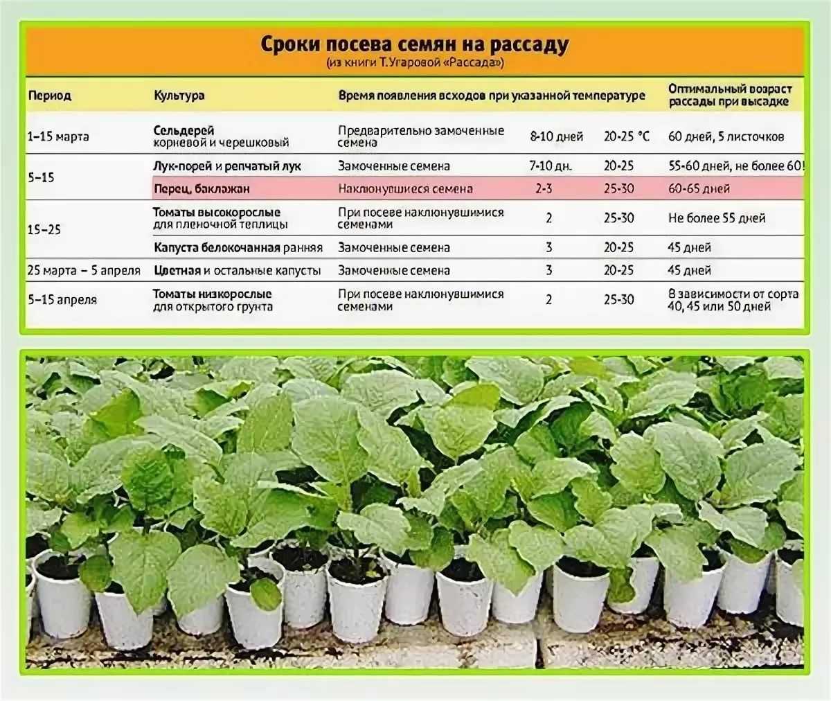 Особенности выращивания огурцов в ленинградской области: правила и сроки