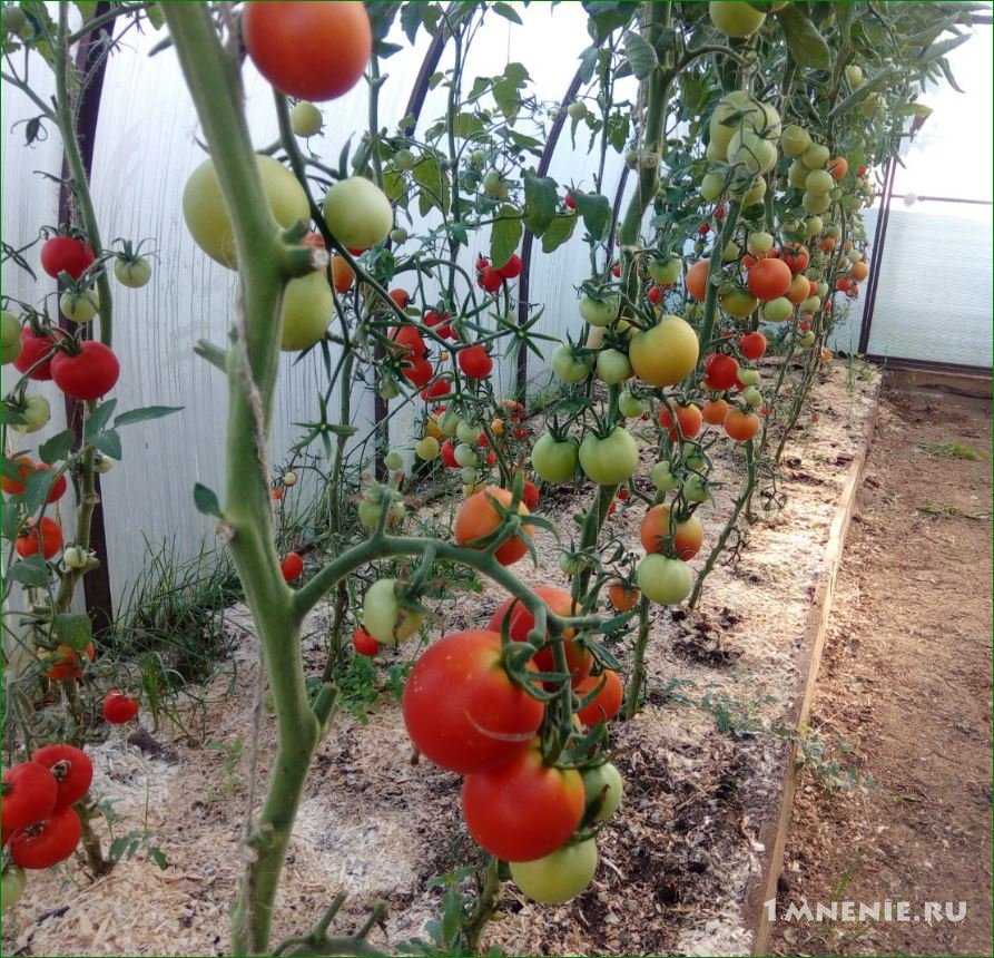 Сорт помидор интуиция: урожайность и особенности выращивания