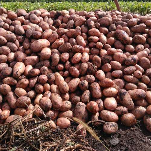Сорт картофеля славянка, описание, фото, характеристика и отзывы, а также особенности выращивания