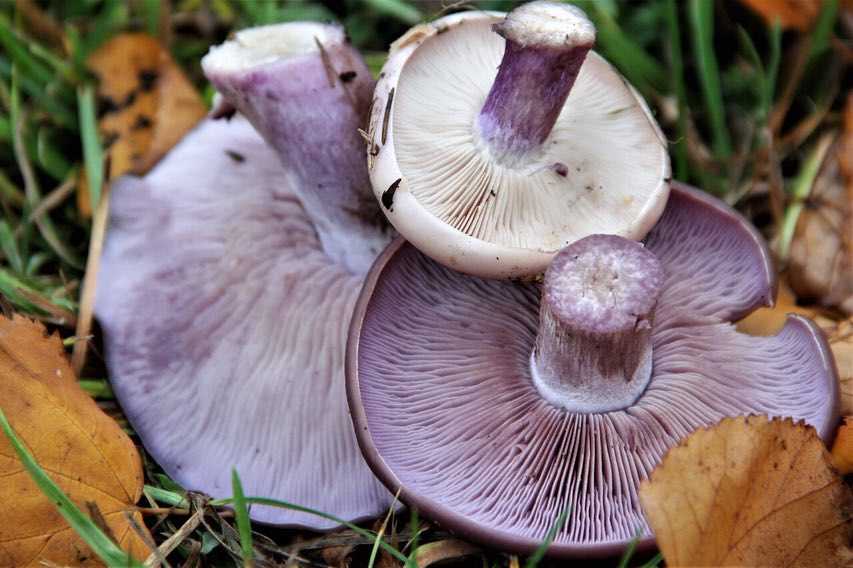 Рядовка фиолетовая: съедобная или нет, как готовить, полезные свойства и возможный вред от гриба, фото и описание