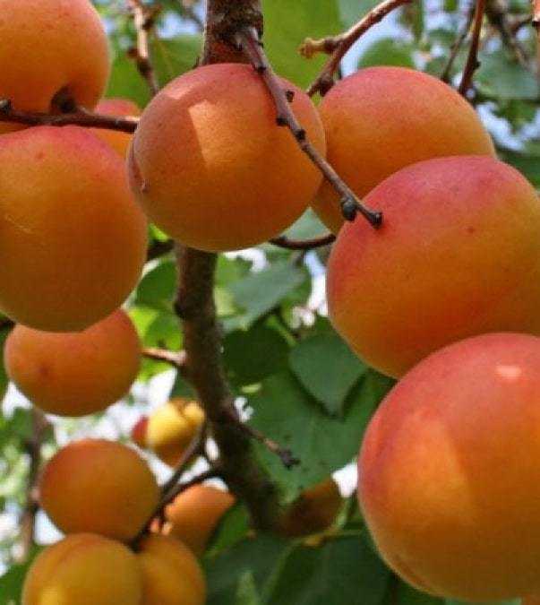 Ранние сорта абрикоса: описание сортов, фото и характеристики