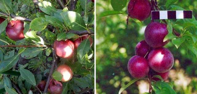 Сливово-вишневый гибрид: описание сорта, фото, отзывы
