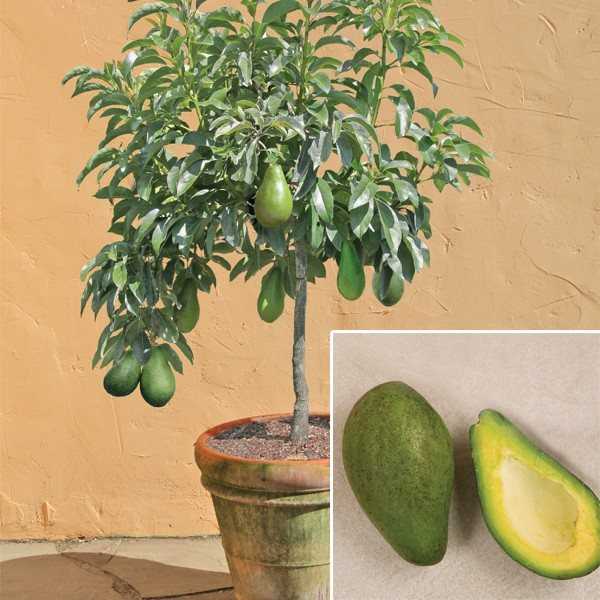 Как и где растет дерево авокадо - proavocado — тропические фрукты