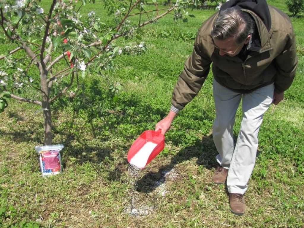 Чем подкормить фруктовые деревья весной