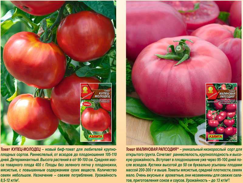 Особенности сорта томатов “татьяна”