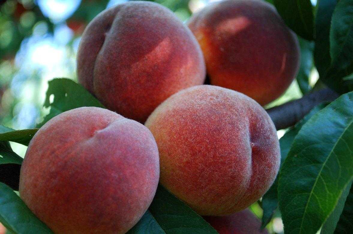 О сортах персика: для средней полосы, посадка, выращивание и уход