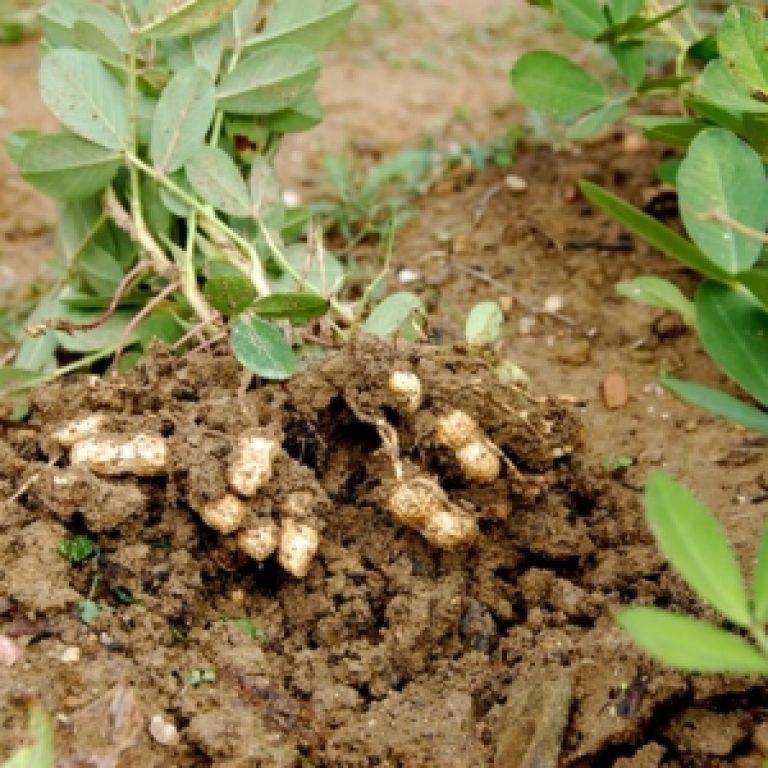 Как вырастить арахис и собрать урожай в домашних условиях