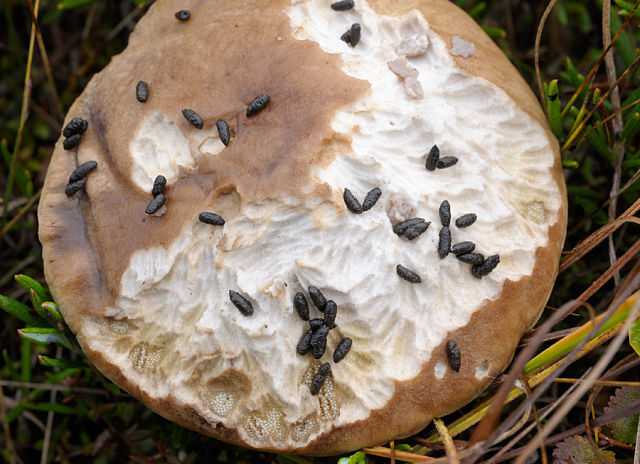 Как убрать червей из грибов, способы избавиться в разных по классификации грибах