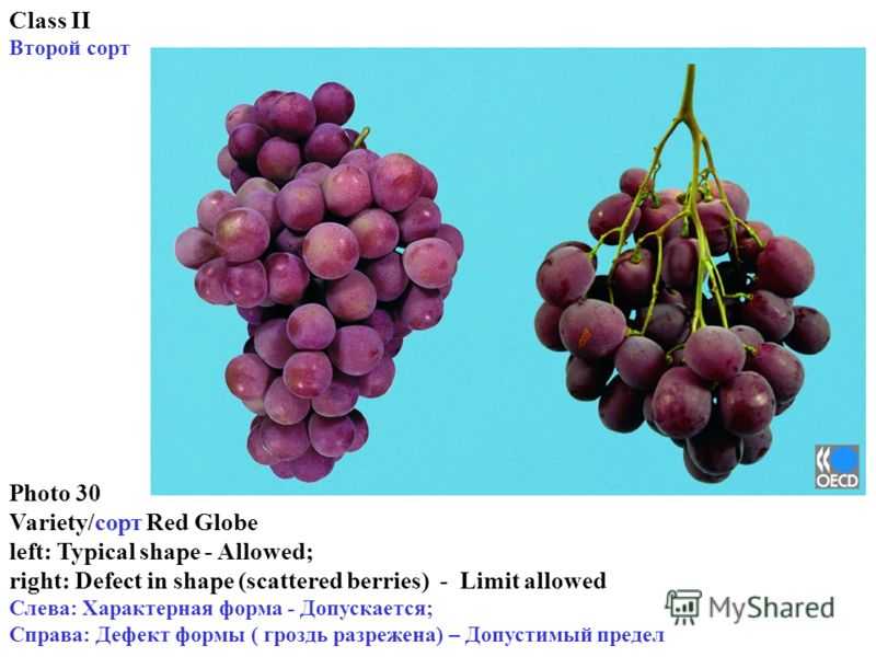 Сорт винограда кодрянка — описание и характеристики, особенности выращивания