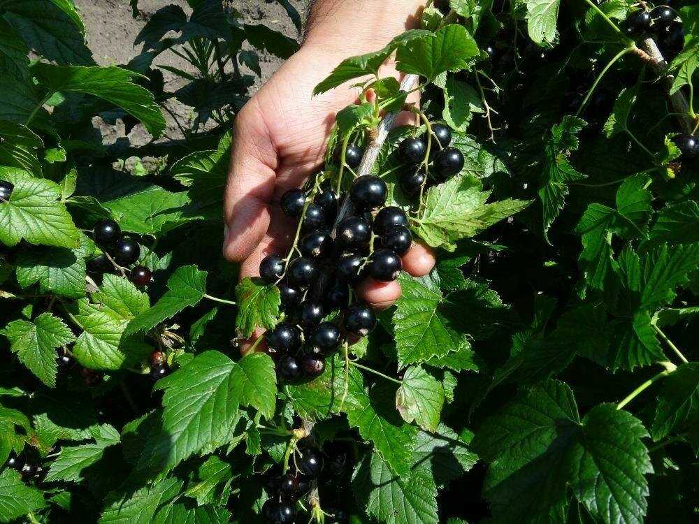 Черная смородина «добрыня»: популярная и крупноплодная