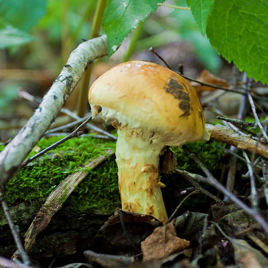 Каштановый гриб - 71 фото гриба и рецептов с его использованием
