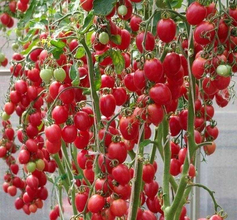 Огненный томат для теплиц – искры пламени. подробности агротехники и описание сорта