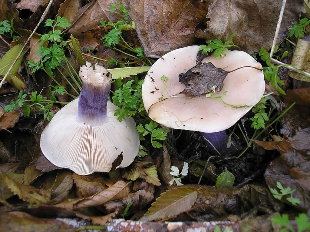 Ложные шампиньоны 🍄 (3 характерные черты ложного гриба)