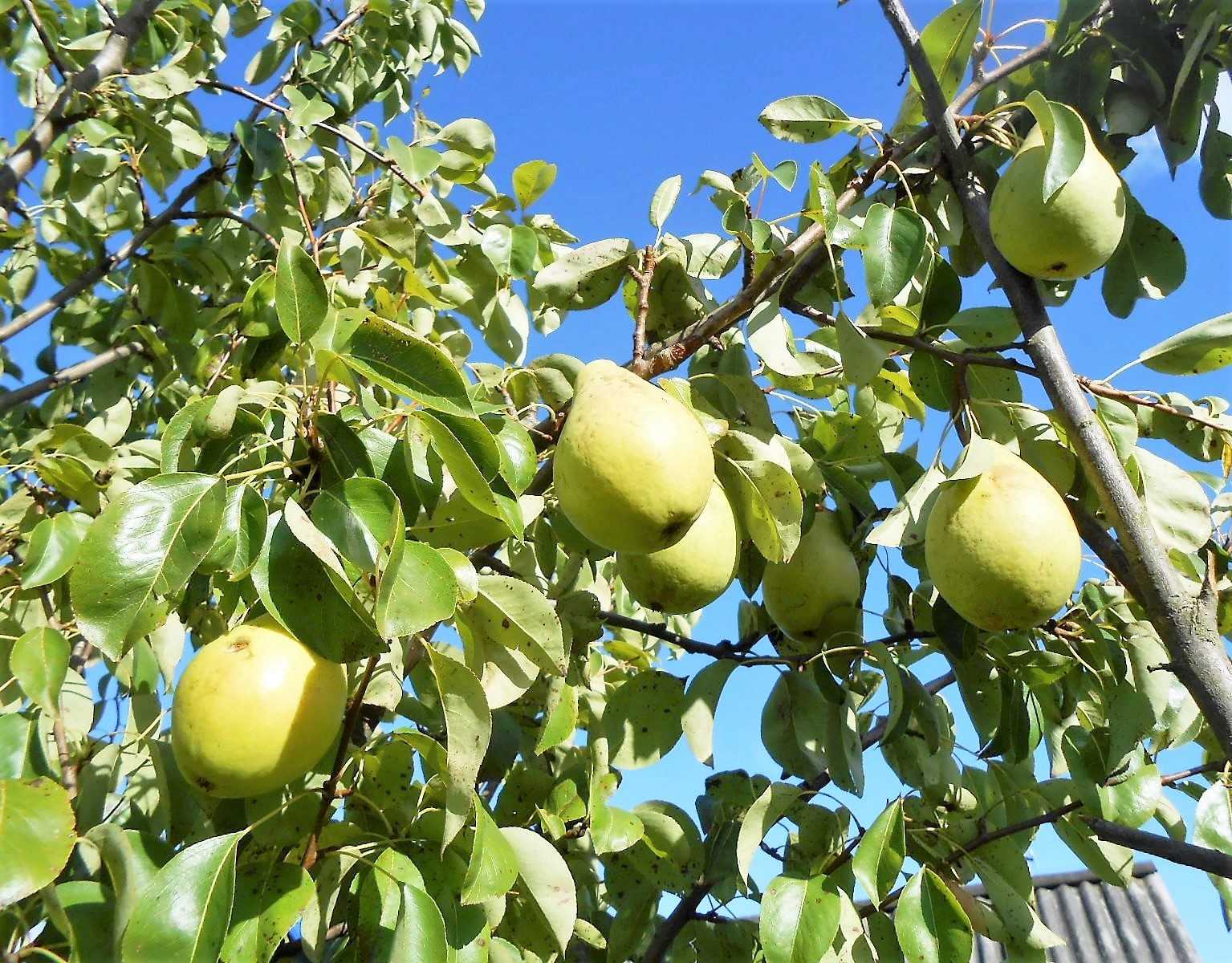 Груша ника: подробное описание плодового дерева, отзывы садоводов и агротехника выращивания