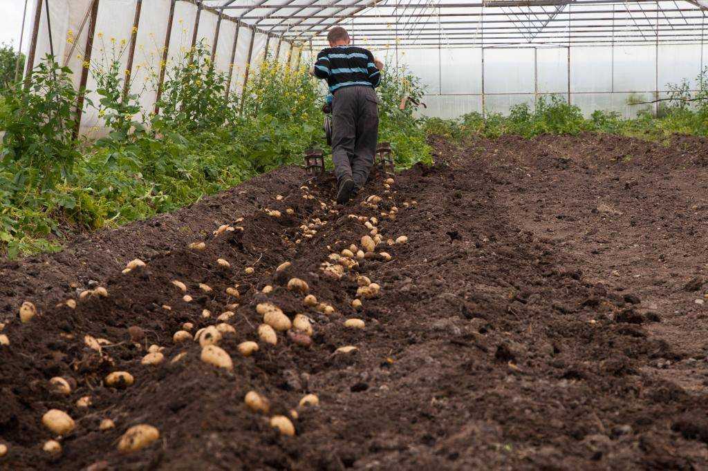 Сорт картофеля венди: отзывы и характеристика - все о фермерстве, растениях и урожае