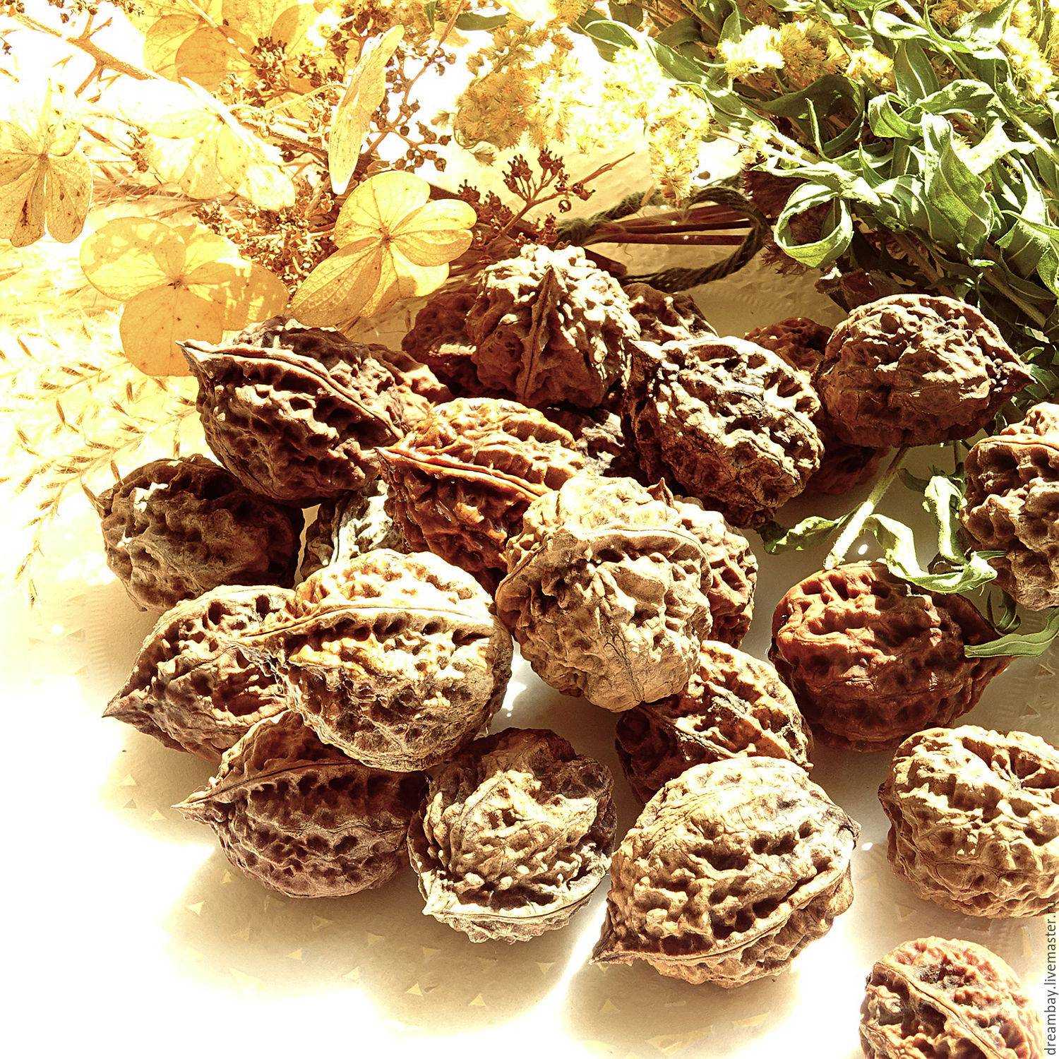 Маньчжурский орех: польза, вред, лечебные свойства, рецепты, посадка и уход