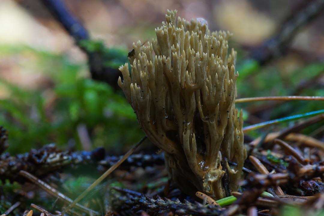 Грибная экзотика в лесу, или грибы-кораллы