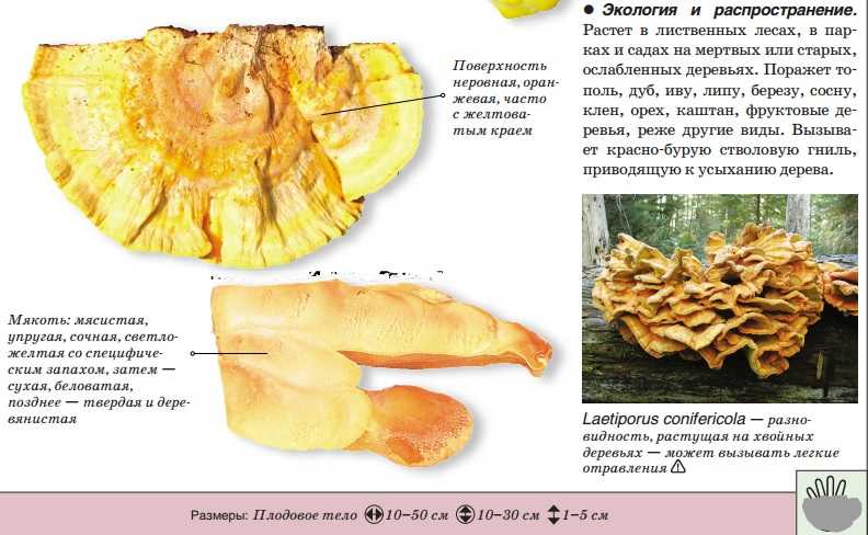 Дрожалка оранжевая (tremella mesenterica): описание и фото