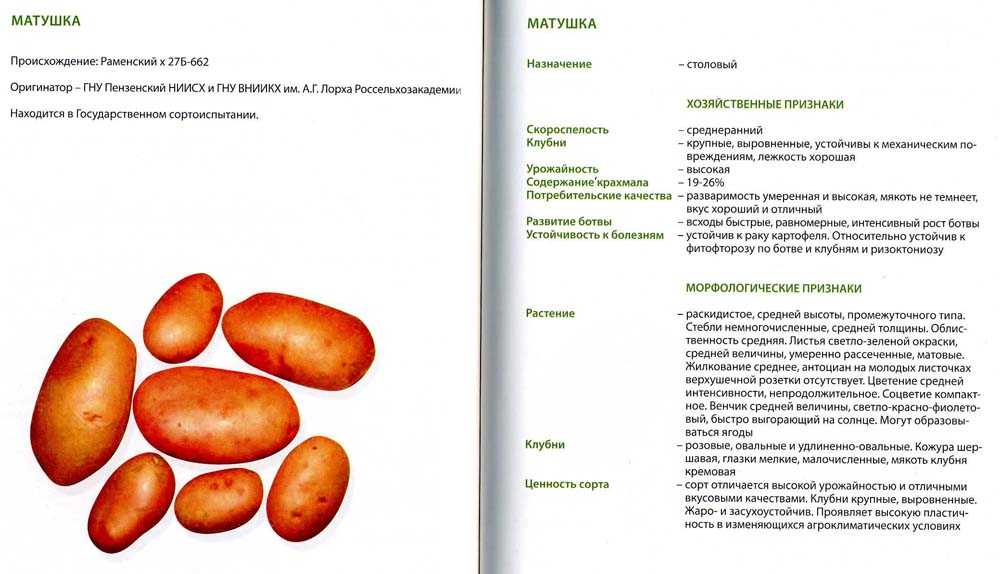 Сорт картофеля эльмундо: ботаническое описание и характеристика, плюсы и минусы, особенности посадки и ухода, фото