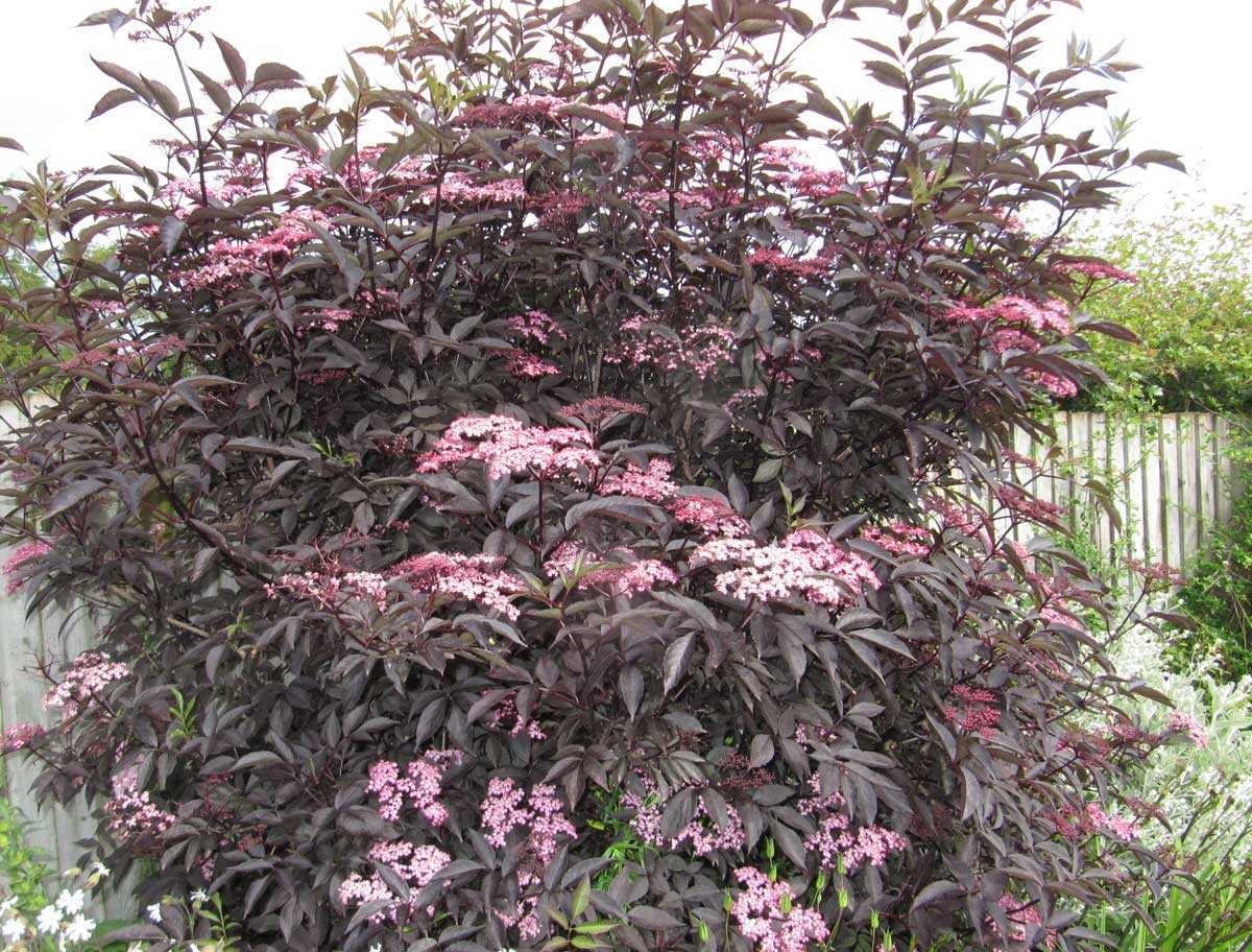 Бузина чёрная блэк бьюти (sambucus nigra black beauty) или герда: описание и фото, посадка и уход за растением