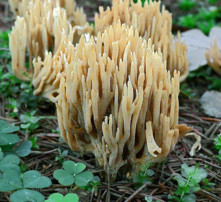 Коралловые съедобные грибы: где растут, как называются | интересный сайт