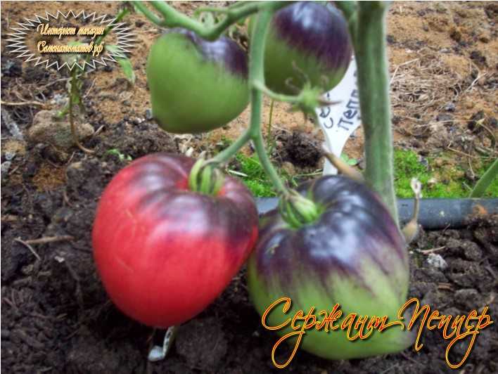 Интересный сорт с алой окраской и фиолетовыми «погонами» — томат сержант пеппер: описание помидоров и характеристики