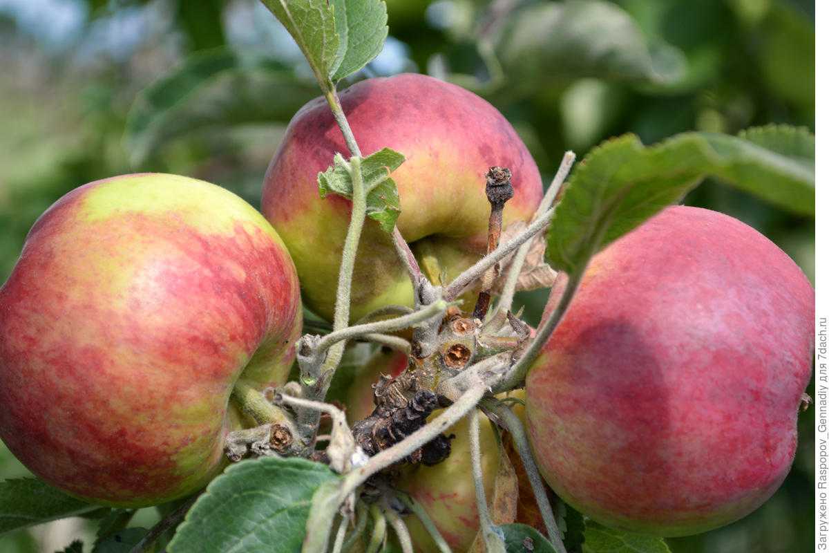 Башкирская красавица — описание сорта яблок и правила агротехники