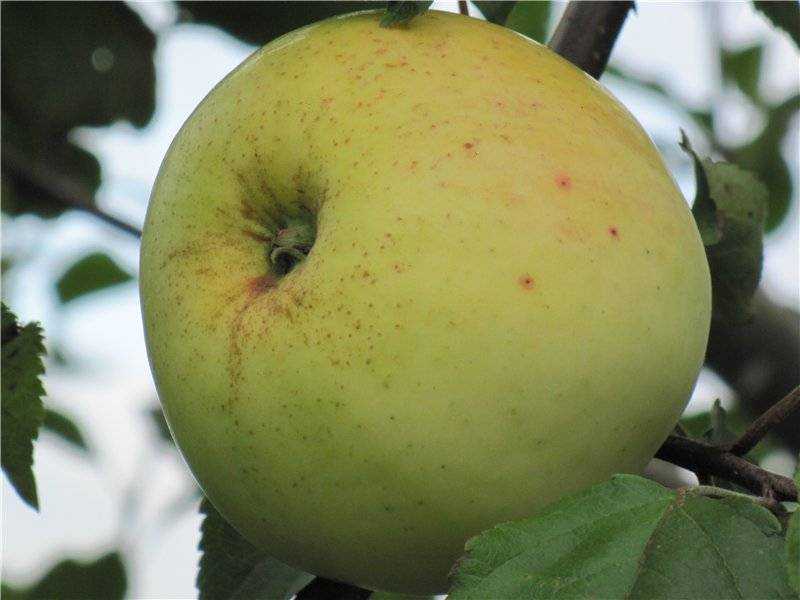 Яблоня «антоновка обыкновенная»