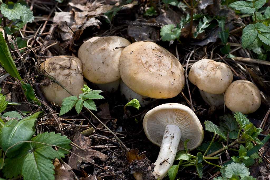 Рядовка тополёвая: как выглядит и растёт, как применять, польза и возможный вред от гриба, фото и описание