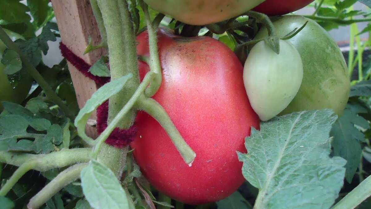 Томат виагра характеристика и описание сорта. описание сорта томатов виагра и его характеристики | мой сад